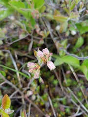 Vaccinium myrtilloides image