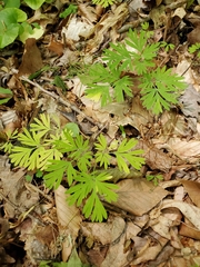 Dicentra canadensis