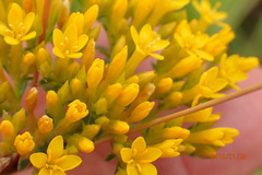 Sebaea sedoides