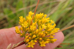 Sebaea sedoides