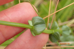 Sebaea sedoides