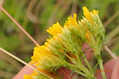 Sebaea sedoides
