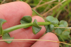 Sebaea sedoides