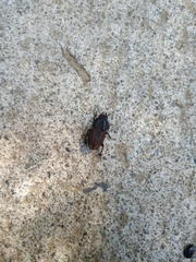 Erichius vittatus vittatus