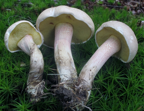 Caloboletus inedulis