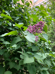Syringa vulgaris