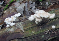 Marasmiellus praeacutus