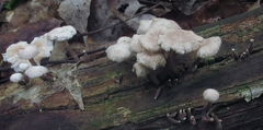 Marasmiellus praeacutus