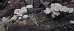Marasmiellus praeacutus