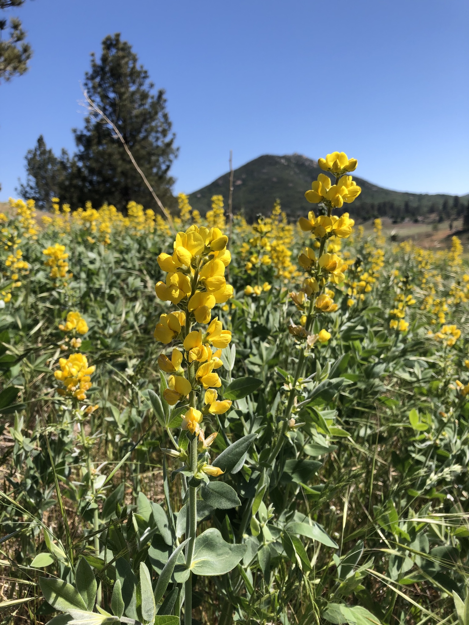 Thermopsis californica var. semota