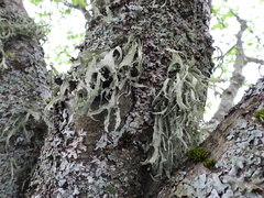 Ramalina fraxinea