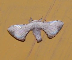 Bombycinae