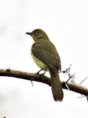 Andropadus importunus