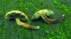 Boletellus pseudochrysenteroides image
