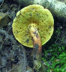 Boletellus pseudochrysenteroides image