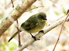 Andropadus importunus