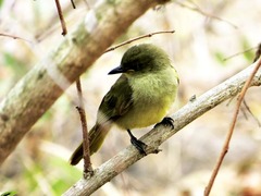 Andropadus importunus