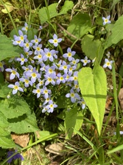 Houstonia serpyllifolia