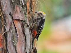 Dendrocoptes auriceps