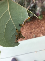 Oedemasia concinna