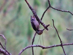 Dendrocoptes auriceps