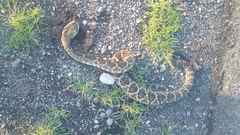 Crotalus molossus oaxacus