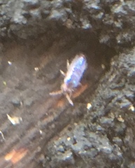 Lepidocyrtus cyaneus