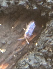 Lepidocyrtus cyaneus