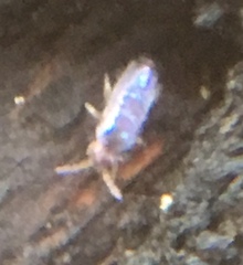 Lepidocyrtus cyaneus