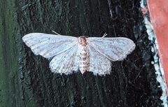 Idaea incisaria