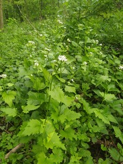 Alliaria petiolata
