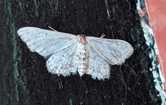 Idaea incisaria