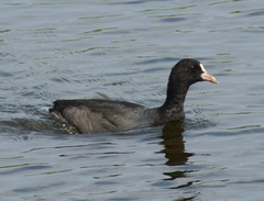 Fulica atra