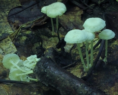 Resinomycena