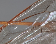 Enicospilus glabratus