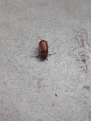 Melolonthinae