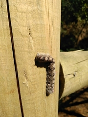 Lasiocampidae