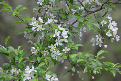 Malus mandshurica