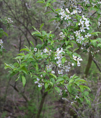 Malus mandshurica