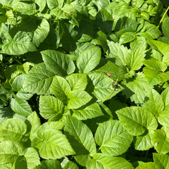 Aegopodium podagraria