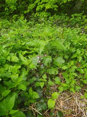 Lamium maculatum