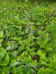 Lamium maculatum
