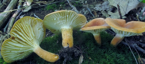 hygrophorus milkcap