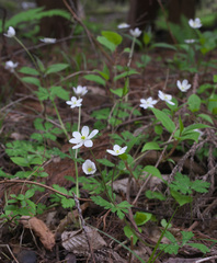 Anemonastrum flaccidum