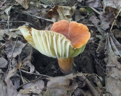 Lactarius hygrophoroides image