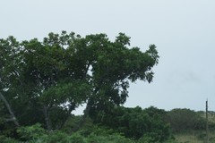 Harpephyllum caffrum
