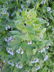 Symphytum caucasicum