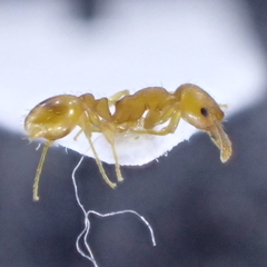Temnothorax parvulus