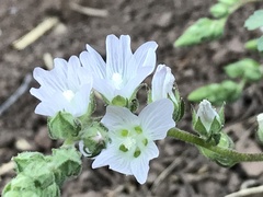 Sidalcea hickmanii napensis