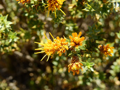 Chuquiraga ruscifolia